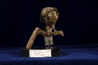 鳳頭蒼鷹藏品圖，第4張